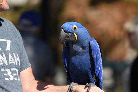 Blue Macaw Parrot Free Stock Photo - Public Domain Pictures