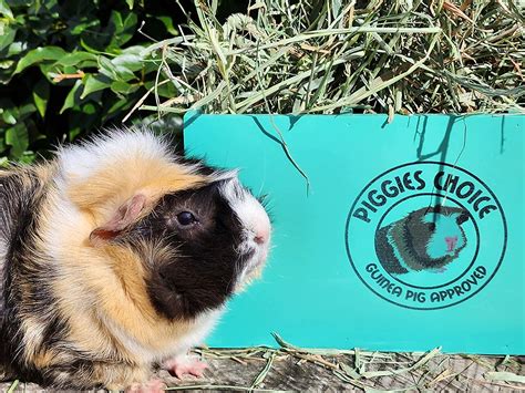 Buy Piggies Choice Hay Feeder Closed Bottom Natural Pine Wood Arch ...