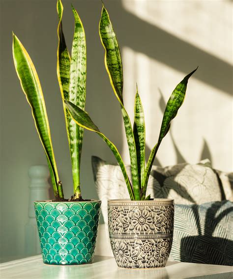Can snake plants live outside? Expert garden advice | Homes and Gardens