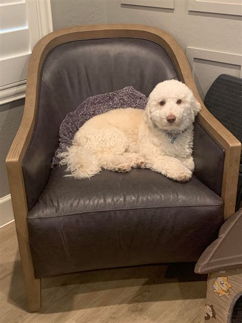 Meet Watson! Hello! Watson is 21 weeks and we need treats. I’m a first time puppy owner and I’m ...