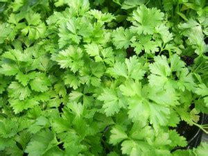 TRICONE Coriander Seed Price in India - Buy TRICONE Coriander Seed ...