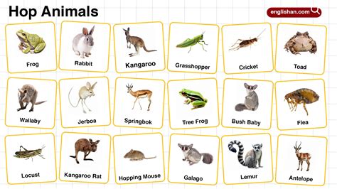 Hop Animals Names in English with their Pictures