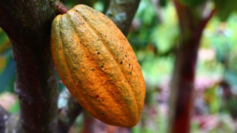 El cacao: condiciones de cultivo, composición y valor nutricional ...
