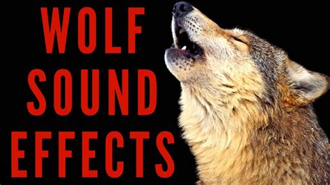 Image result for Wolves Howling Sounds