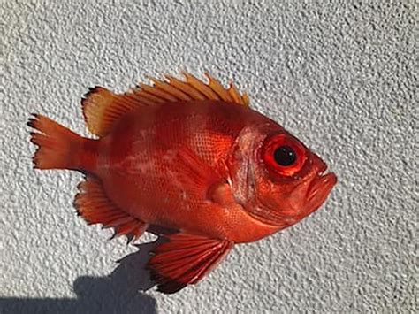 Image result for Popeye Bug