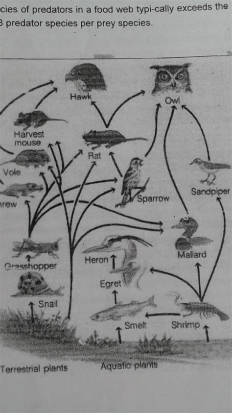 Food Web(Business environment) - B Com PDF Download