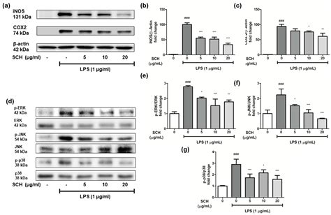 Verification of the Potential Targets of the Herbal Prescription ...