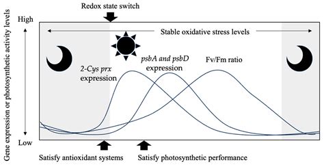 Diurnal-Rhythmic Relationships between Physiological Parameters and ...