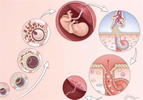 Image result for Placenta Development Stages