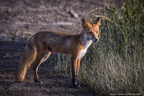 The Quick Fox - Photographing the Grizzly Bears - Part 6 - David L ...