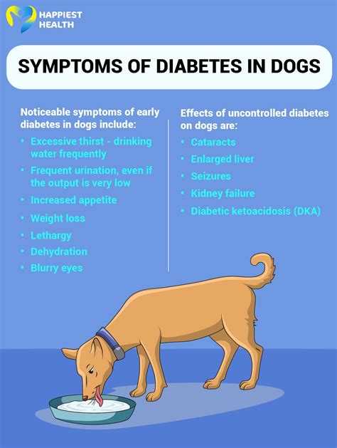 How Long Can a Dog Live With Diabetes: Lifespan Insights - Diabetes Diet Life
