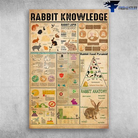Rabbit Anatomy