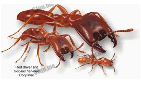 世界上最大的蚂蚁有多大真实 - 闪电鸟