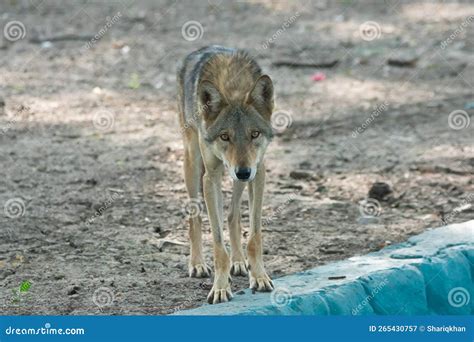 Indian Wolf or Indian Grey Wolf Canis Lupus Pallipes Stock Image ...