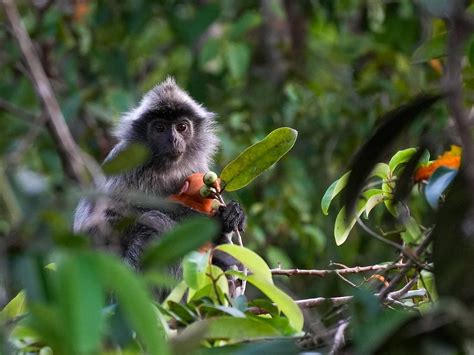 ORANGUTAN TREKKING TOURS (2025) All You Need to Know BEFORE You Go ...