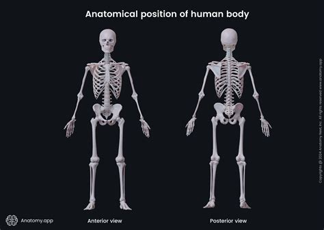 Image result for Anatomical Position Explained
