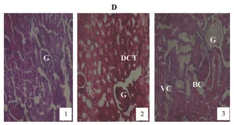 The Preventive Effect of Vitamin C on the Cellular and Functional ...