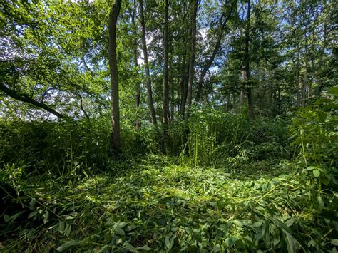 Show and Tell | Alveus Sanctuary