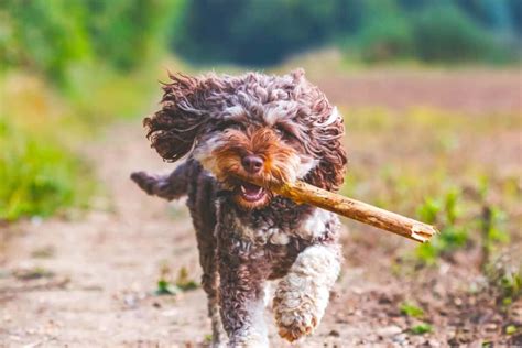 Image result for Mini Cockapoo