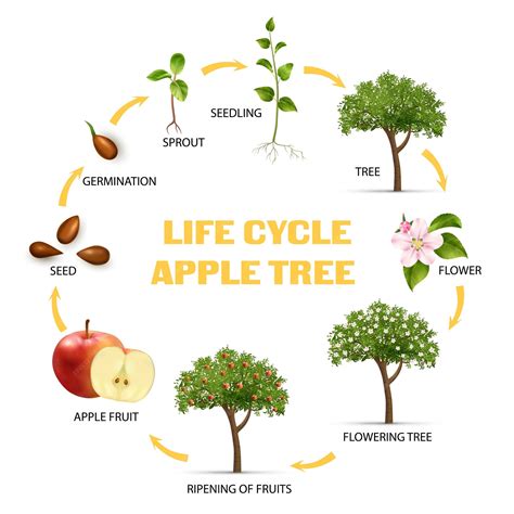 Tree Life Cycle 的图像结果
