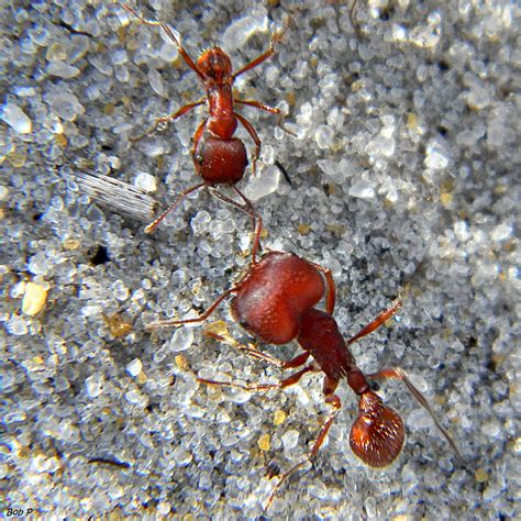 Harvester Ant Queen