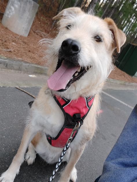 Adopting a dog – Gwinnett Humane Society