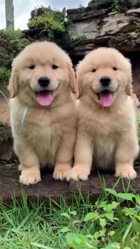 fluffy golden retriever puppies - One News Page VIDEO