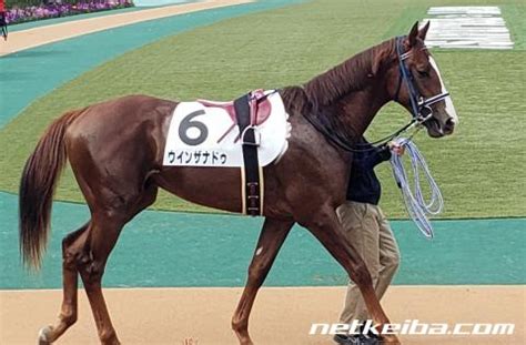 ウインザナドゥ (Win Xanadu) | 競走馬データ - netkeiba