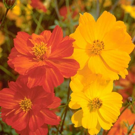 COSMOS - Bright Lights | Buy Online at Seeds Of Plenty – Seeds of Plenty
