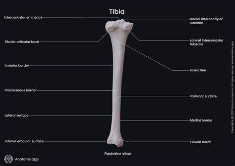 Tibia Labeled Anterior View