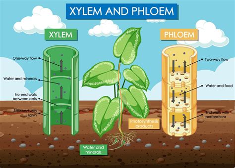 Which Parts Of A Plant Contain Xylem And Phloem at Jill Farris blog