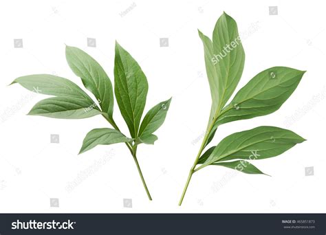 392,284 Peony Leaves Images, Stock Photos & Vectors | Shutterstock