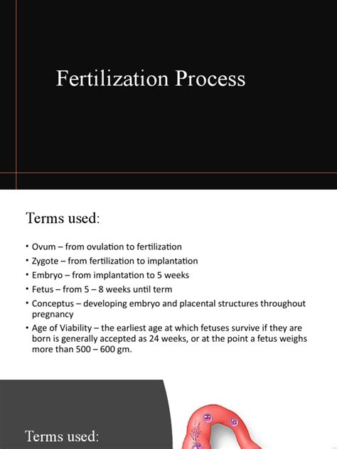 fertilization process explained 的图像结果