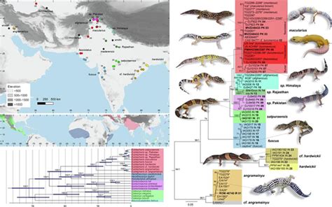 Gecko found in Andhra, Odisha turns out to be a new species - GS SCORE