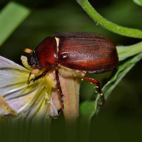 June Bug Larvae