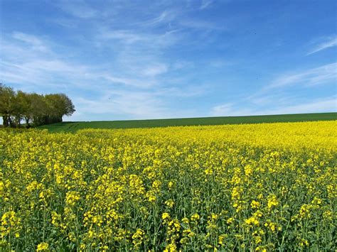 White mustard | Description, Plant, Use, Importance, & Facts | Britannica