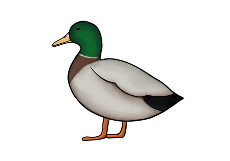 How to Draw a Duck | Design School