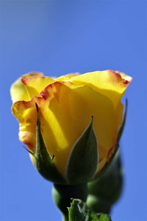 Orange Yellow Rose bud closeup photo free image download