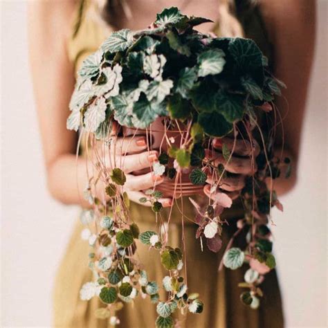 Strawberry Begonia Care: How To Grow Saxifraga Stolonifera