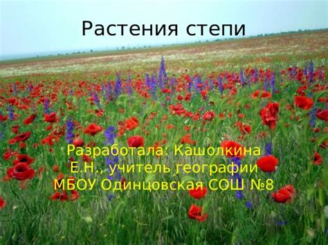 Природные зоны России. Растения степи.