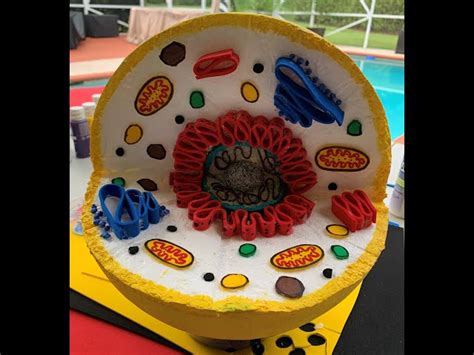 Image result for Styrofoam 3D Cell Model