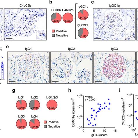 Image result for Complement Activation
