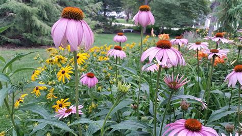 Black eyed susan purple coneflower - shacktews
