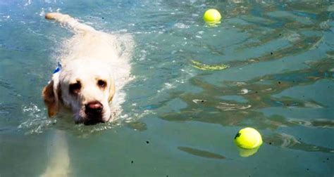 Pet Boarding Services in Bangalore | LBB, Bangalore