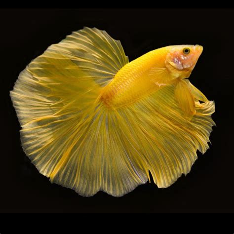 Image result for Betta Fish Compatibility