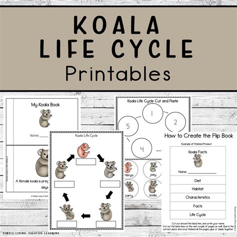 Image result for Python Life Cycle for Kids