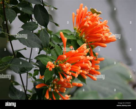 Flame Vine or Orange Trumpet Vine, Pyrostegia venusta, Pyrostegia ignea ...