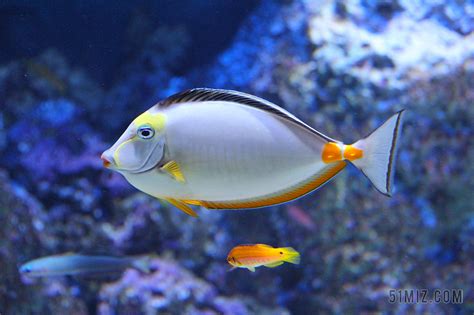 鱼 水族馆 鱼缸 水族馆的鱼 灰色 橙色图片下载 - 觅知网