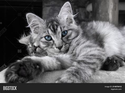 Grey Maine Coon