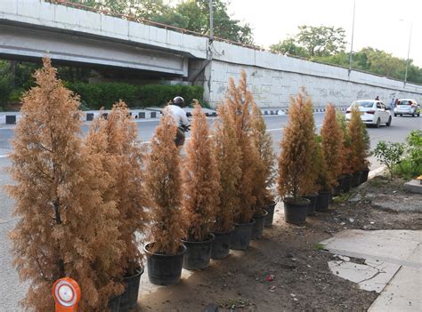 G20 Summit: सम्मेलन के 10 दिन बाद ही फीकी पड़ने लगी रंगत, मुरझाने रहे ...